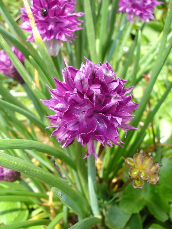 Изображение особи Allium monadelphum.