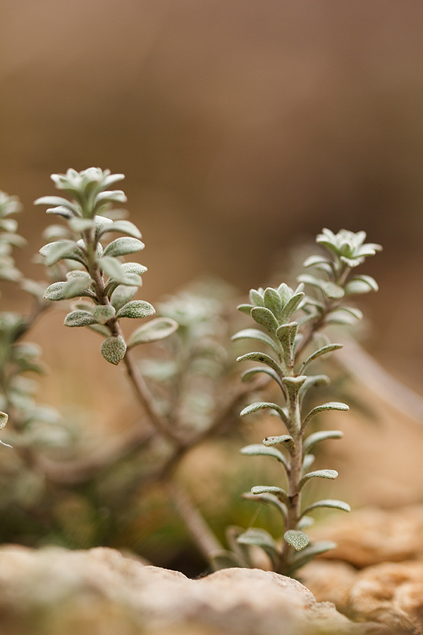 Image of genus Alyssum specimen.