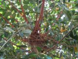 Ficus elastica. Часть кроны взрослого дерева. Израиль, г. Беэр-Шева, в культуре. 28.05.2013.