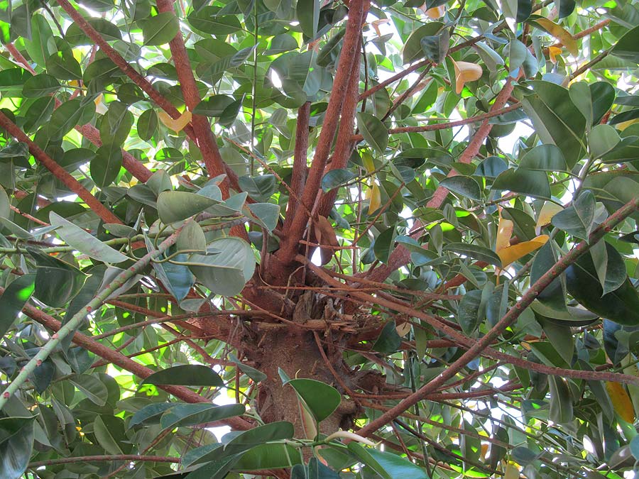 Image of Ficus elastica specimen.