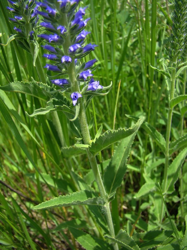 Image of Veronica viscosula specimen.