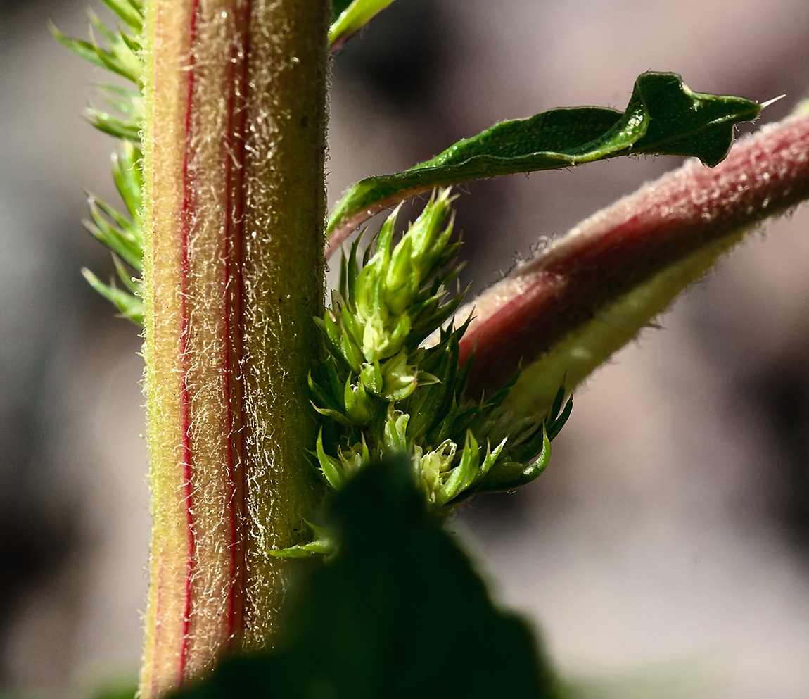 Изображение особи Amaranthus retroflexus.