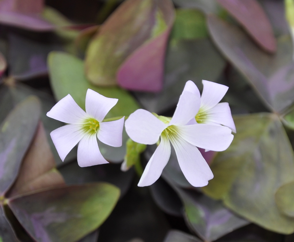 Image of genus Oxalis specimen.