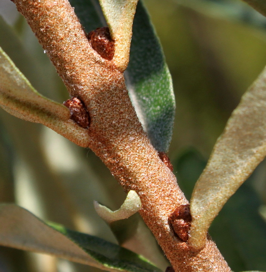 Image of Hippophae rhamnoides specimen.