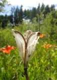 Lilium pensylvanicum. Пустая оболочка прошлогоднего плода. Республика Бурятия, Баунтовский эвенкийский р-н, окр. пос. Северный, долина р. Има, сырой разнотравный луг с кустарниками. 02.07.2013.