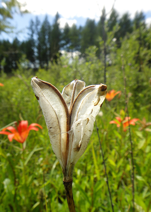 Image of Lilium pensylvanicum specimen.