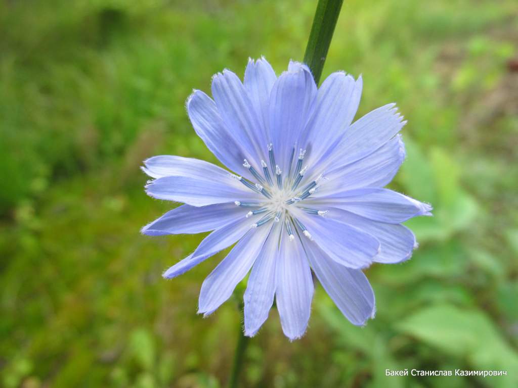 Image of Cichorium intybus specimen.