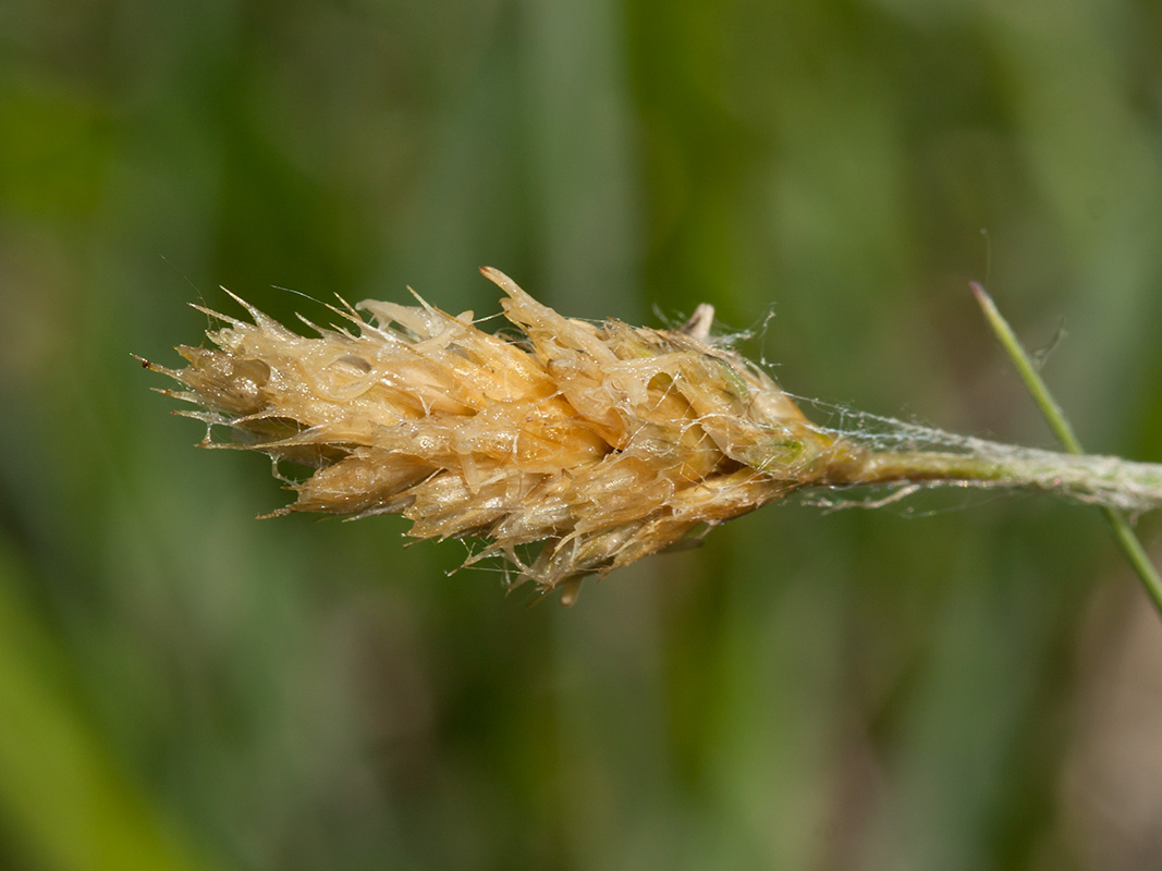 Image of Sesleria caerulea specimen.