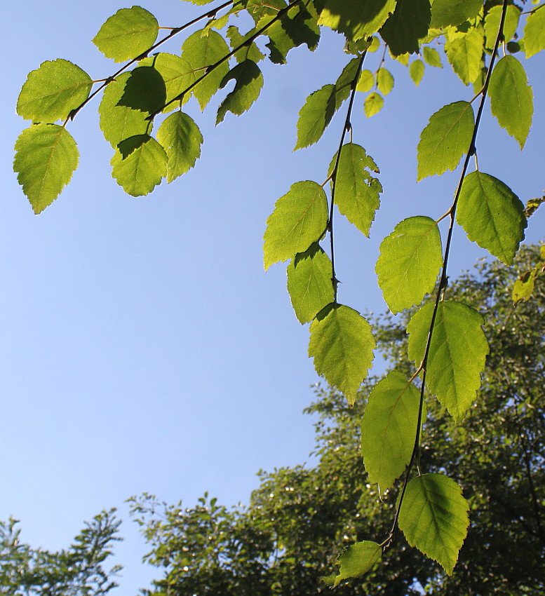 Изображение особи Betula raddeana.