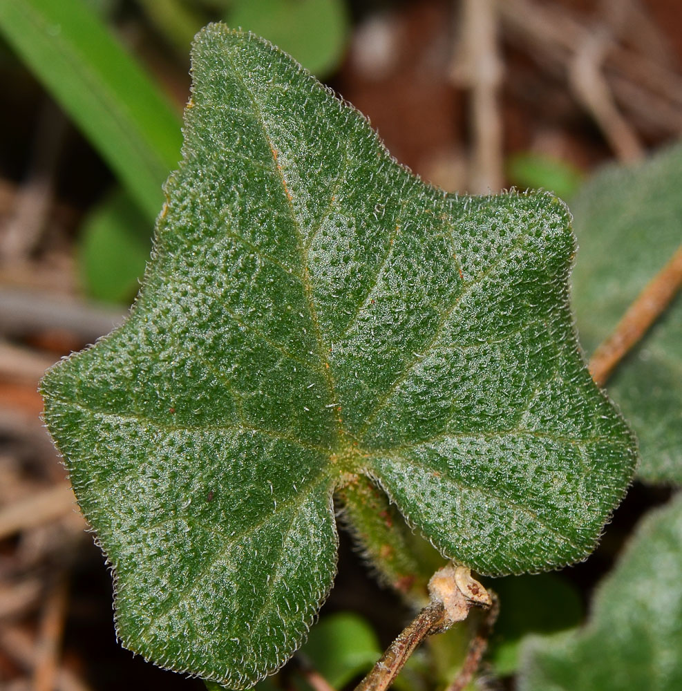 Image of Bryonia syriaca specimen.