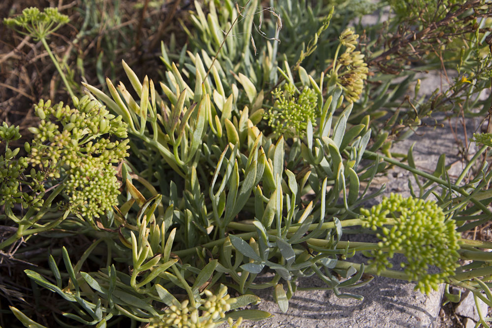 Image of Crithmum maritimum specimen.