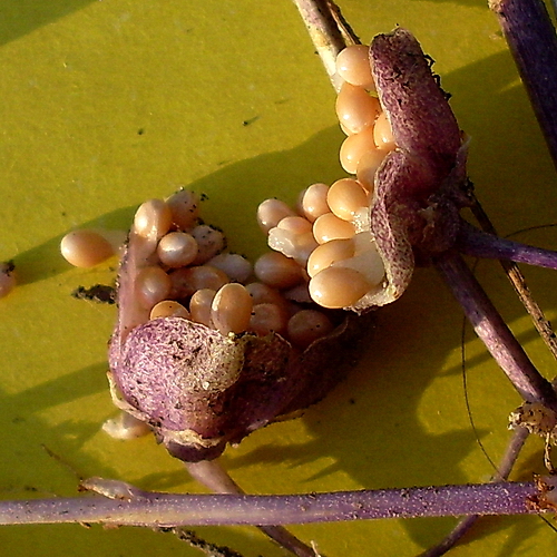 Image of Viola suavis specimen.