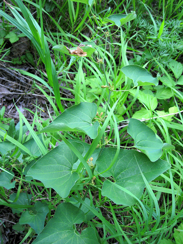 Image of Aristolochia clematitis specimen.