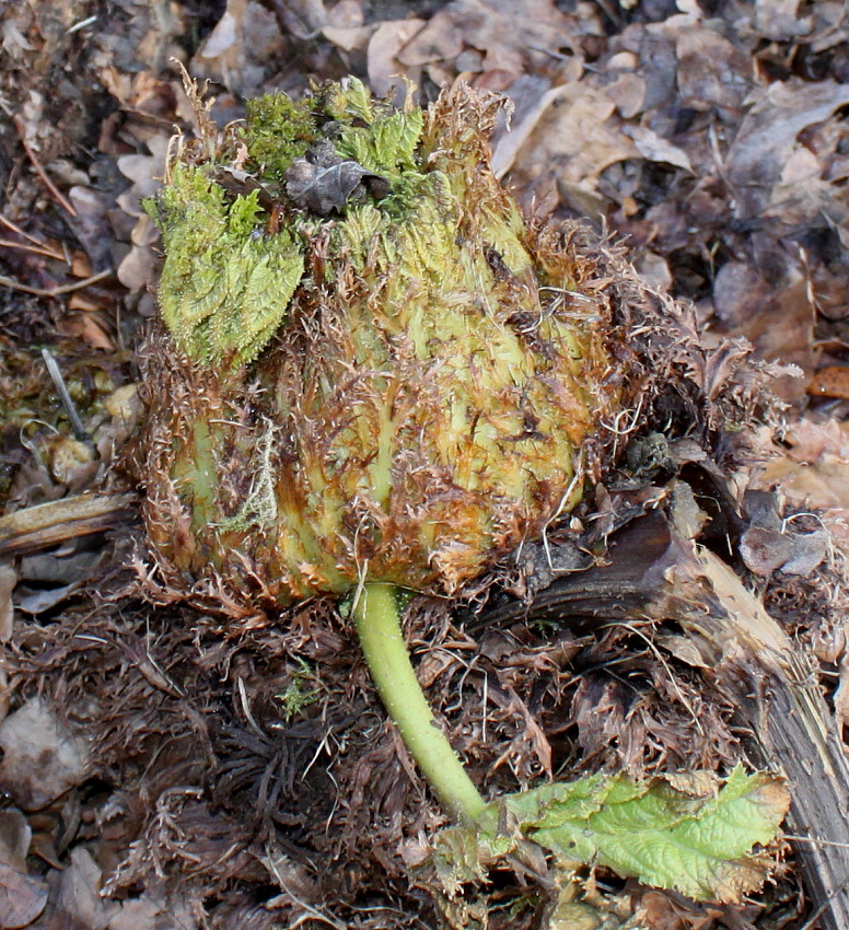 Изображение особи Gunnera tinctoria.