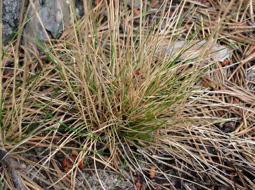 Image of Festuca ovina specimen.