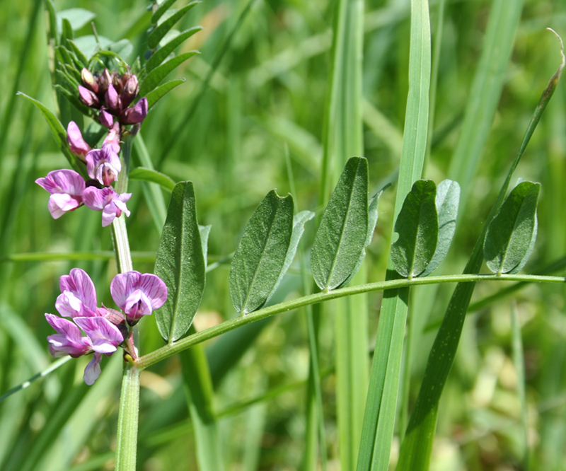 Image of Vicia sepium specimen.