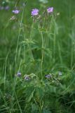 Geranium sylvaticum. Верхушка цветущего и плодоносящего растения. Ленинградская обл., пойма р. Луга у дер. Кемка. 12.06.2009.