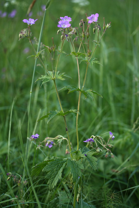 Изображение особи Geranium sylvaticum.