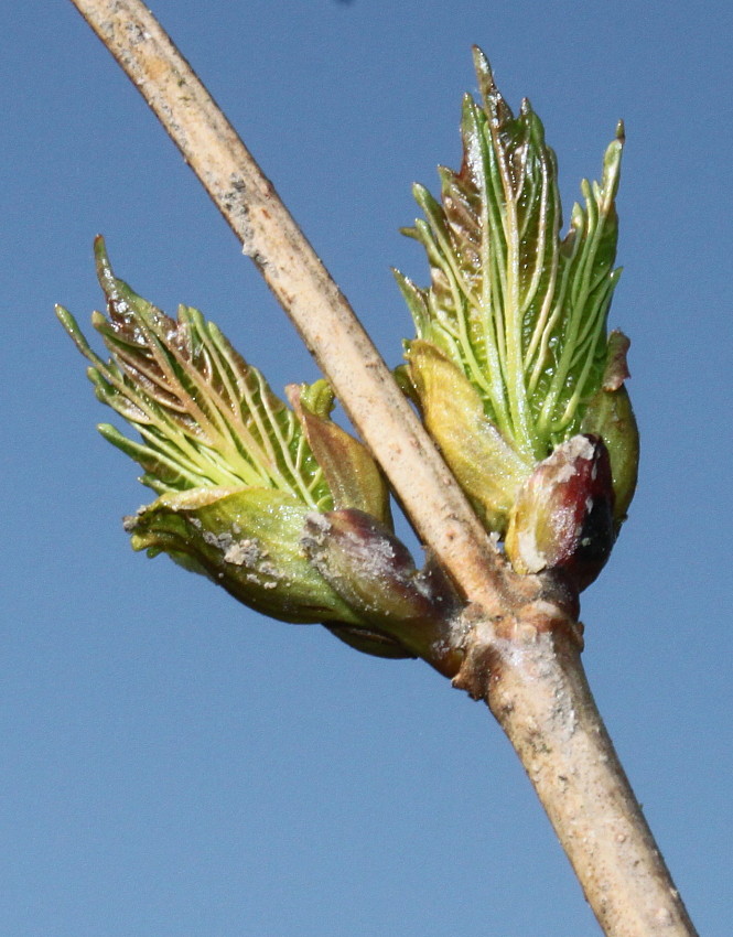 Image of Viburnum opulus specimen.