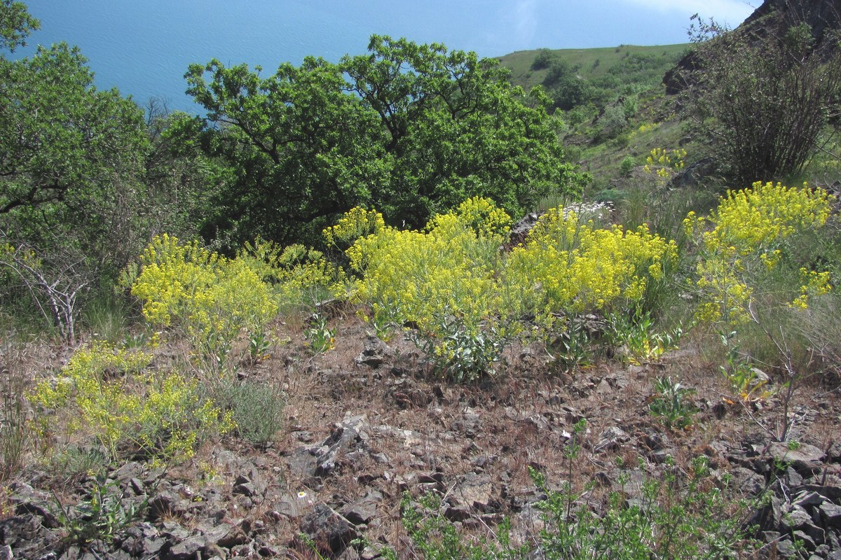 Image of Isatis tomentella specimen.