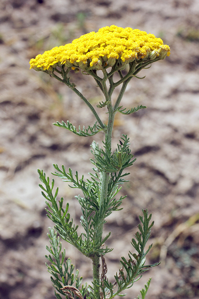 Image of Achillea arabica specimen.