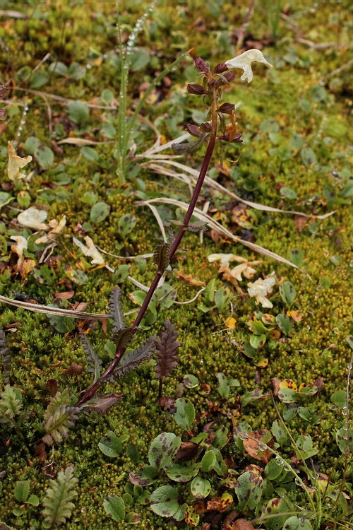 Image of Pedicularis lapponica specimen.