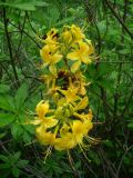 Rhododendron luteum