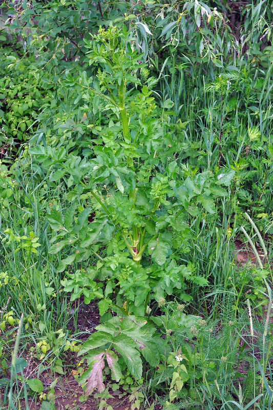 Image of Pastinaca sativa specimen.