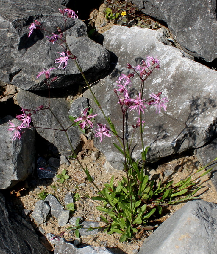 Изображение особи Coccyganthe flos-cuculi.