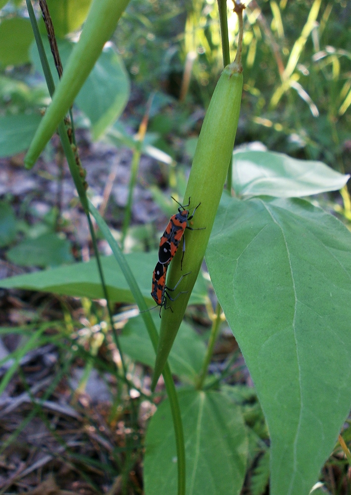 Image of genus Vincetoxicum specimen.