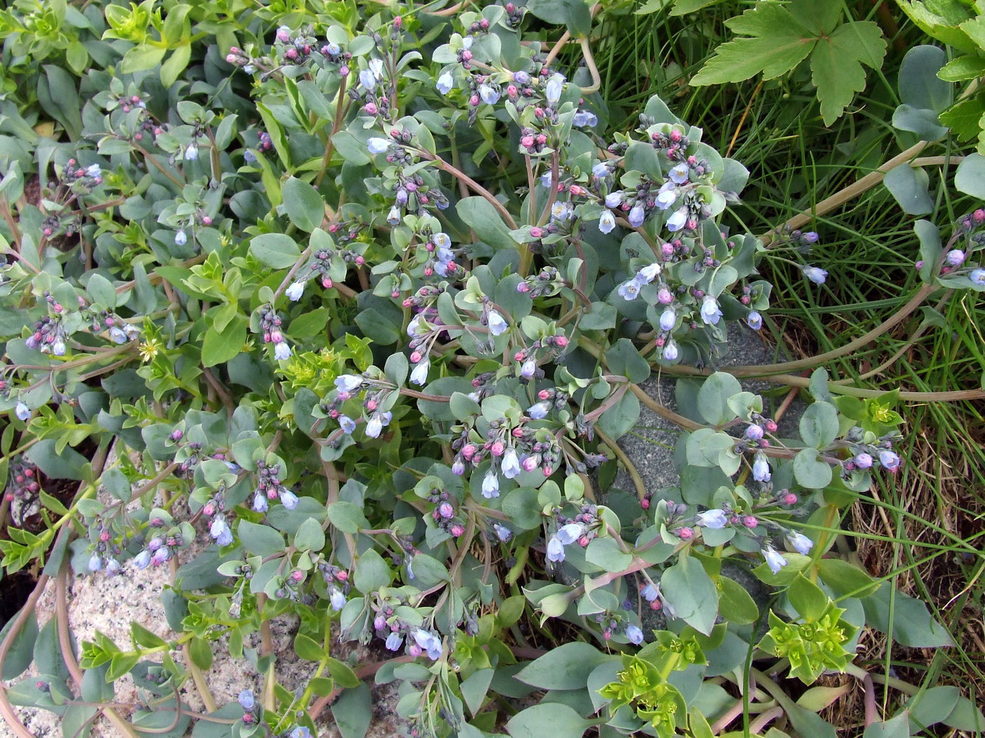 Image of Mertensia maritima specimen.