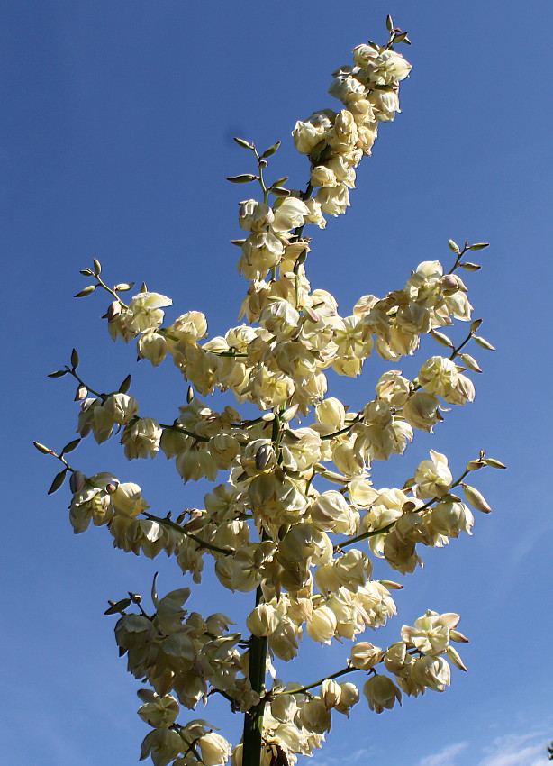 Image of Yucca filamentosa specimen.