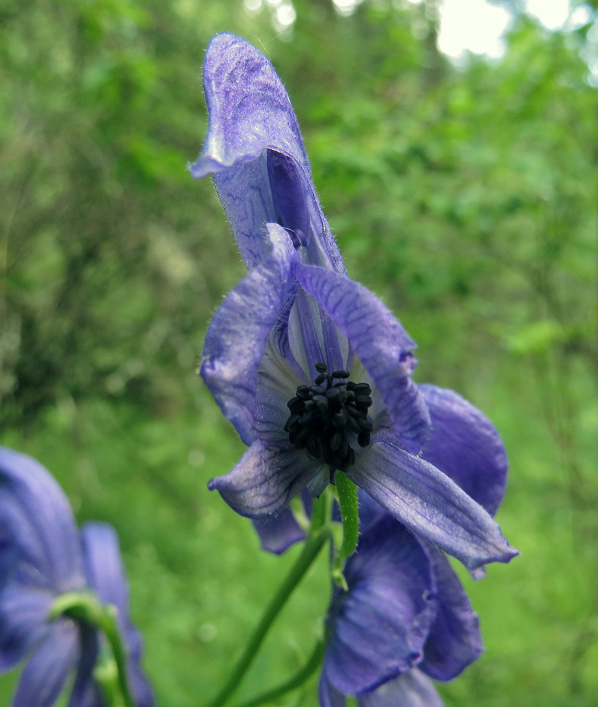 Изображение особи Aconitum baicalense.