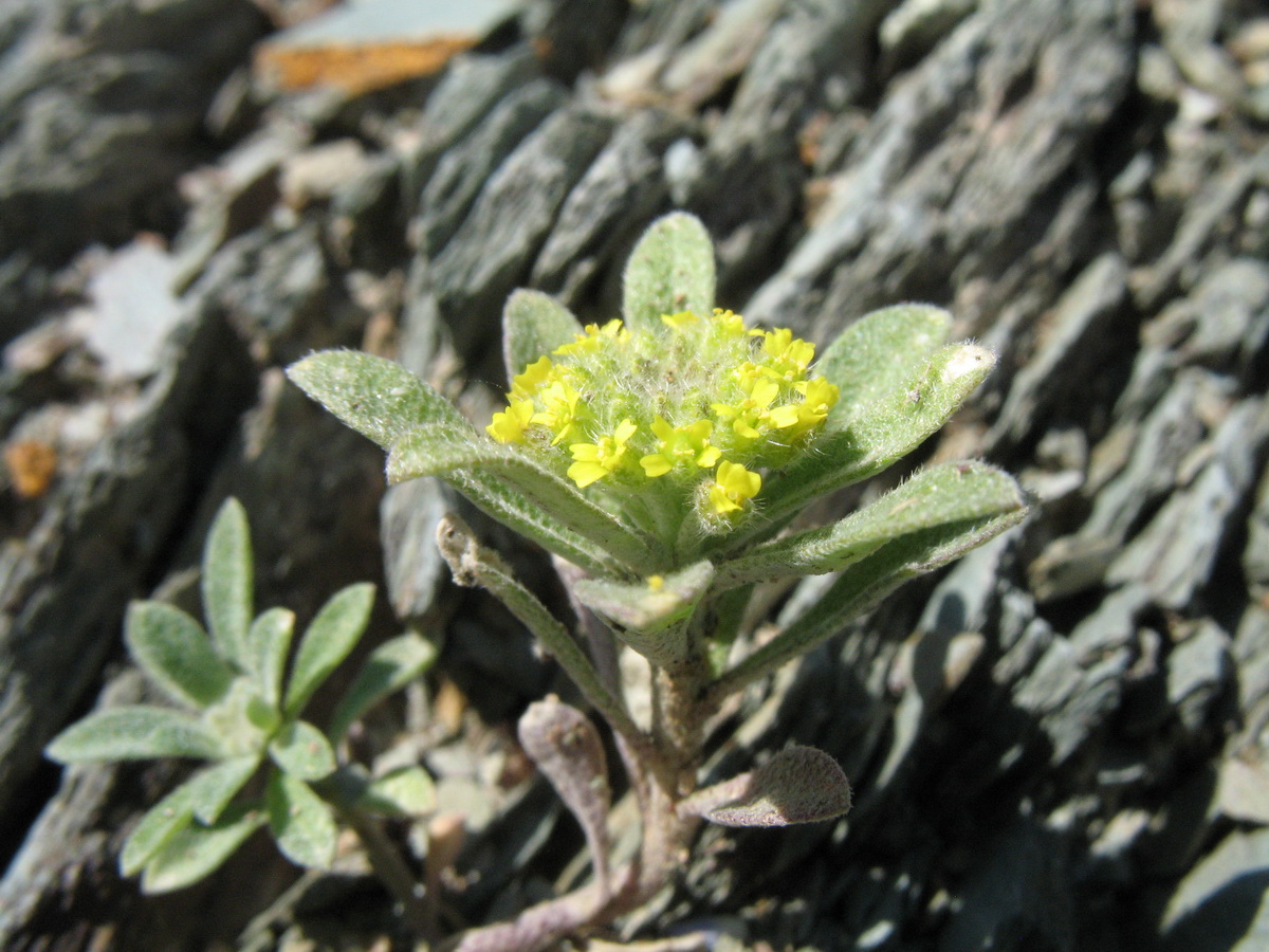 Image of Alyssum szovitsianum specimen.