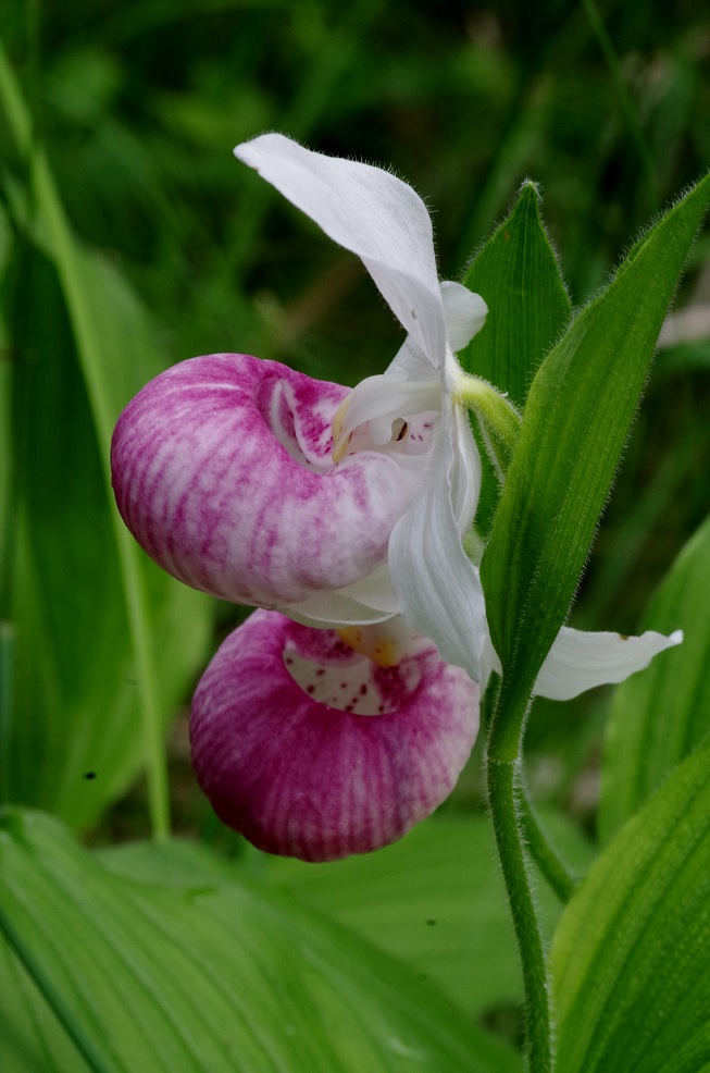 Image of Cypripedium reginae specimen.