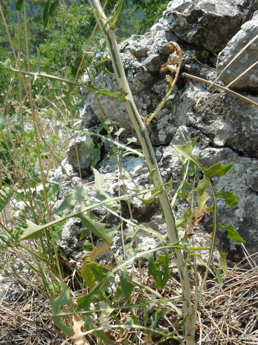 Image of Scariola viminea specimen.