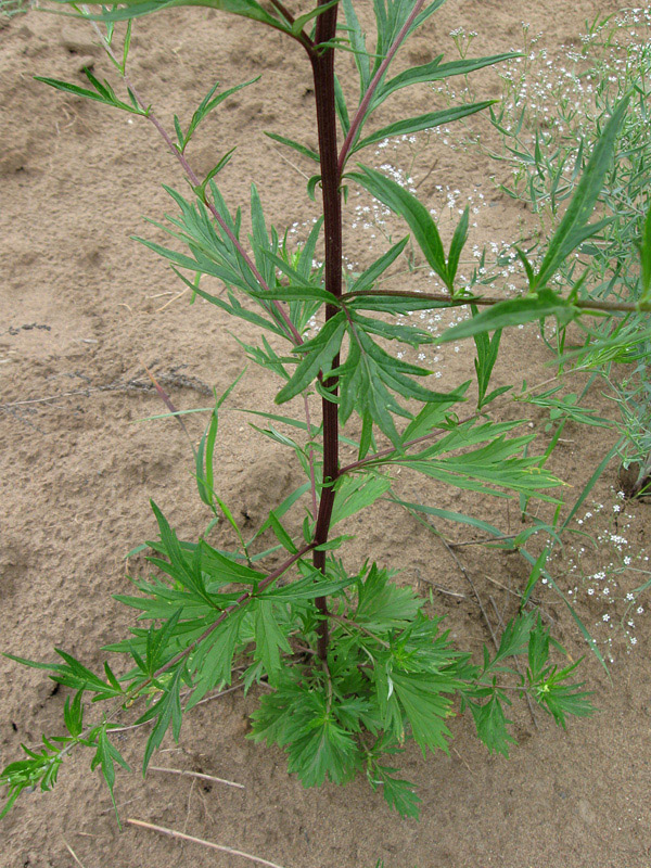 Изображение особи Artemisia vulgaris.