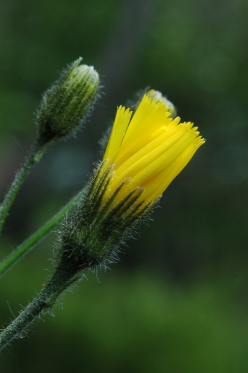 Image of Hieracium maculatum specimen.