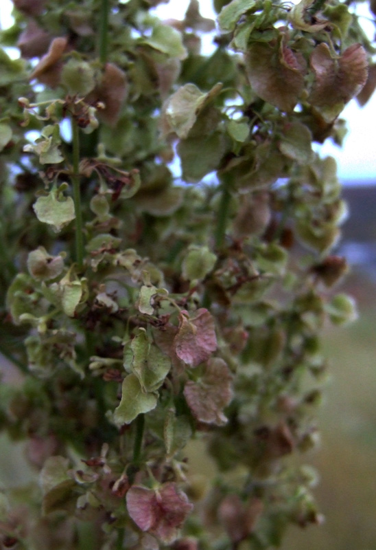 Image of Rumex confertus specimen.