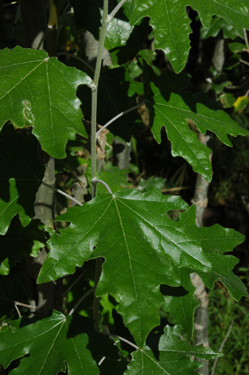 Image of Populus alba specimen.