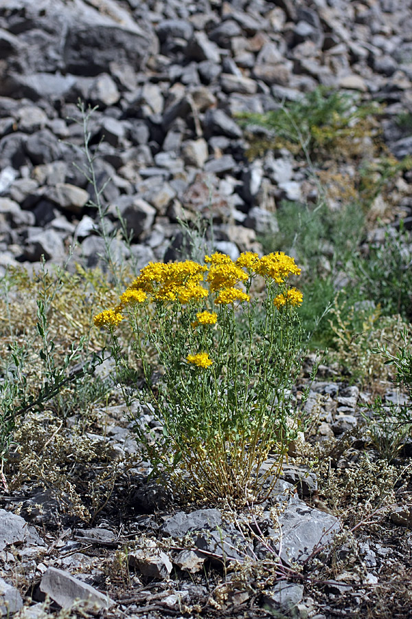 Image of Hypericum scabrum specimen.