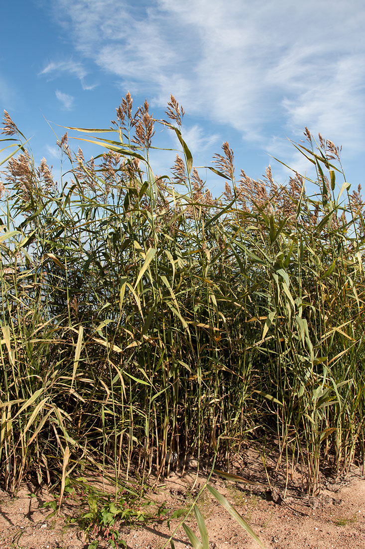 Image of Phragmites australis specimen.