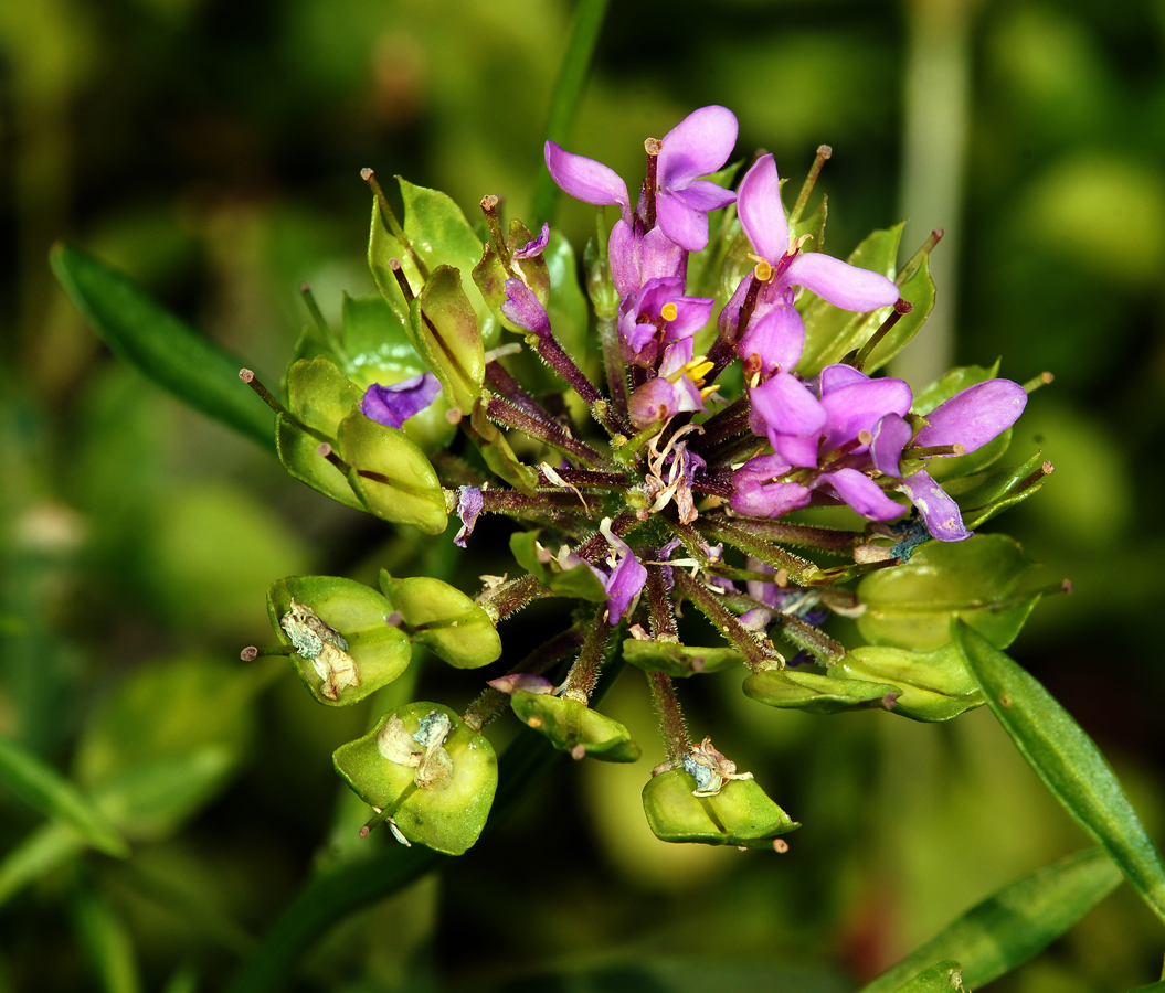 Image of Iberis umbellata specimen.