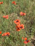 Papaver pavoninum