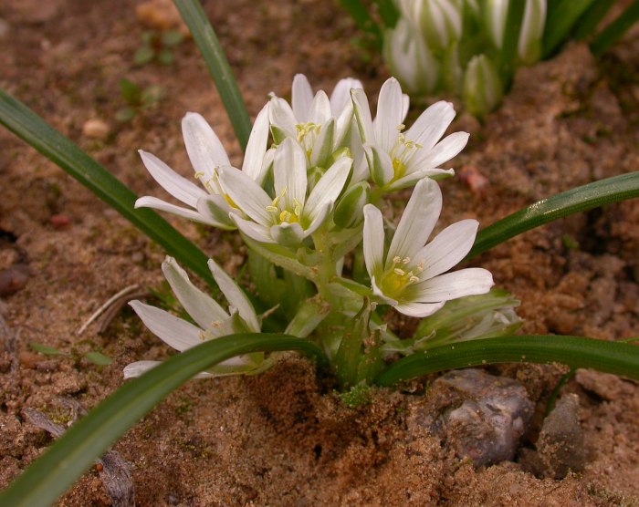 Изображение особи Ornithogalum sigmoideum.