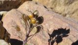 Alyssum oschtenicum. Соплодие со вскрывшимися плодами (видно двусемянное гнездо плода). Адыгея, Кавказский биосферный заповедник, склон горы Оштен, ≈ 2400 м н.у.м., каменистая россыпь из известняка с участием мрамора и вкраплений и жил кальцита. 17.10.2015.