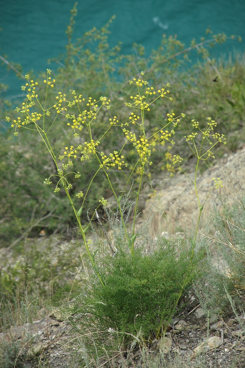 Image of Ferula ovina specimen.