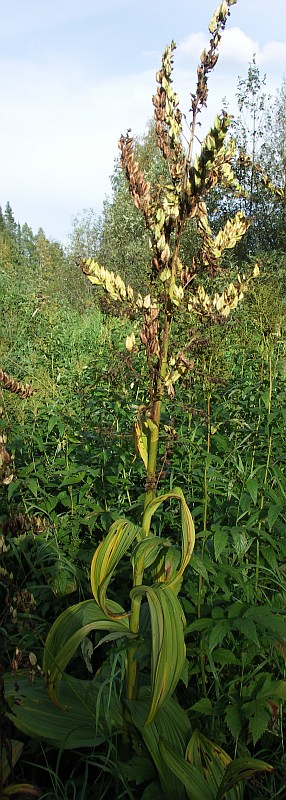 Изображение особи Veratrum lobelianum.