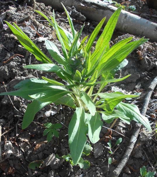 Изображение особи Solenanthus biebersteinii.