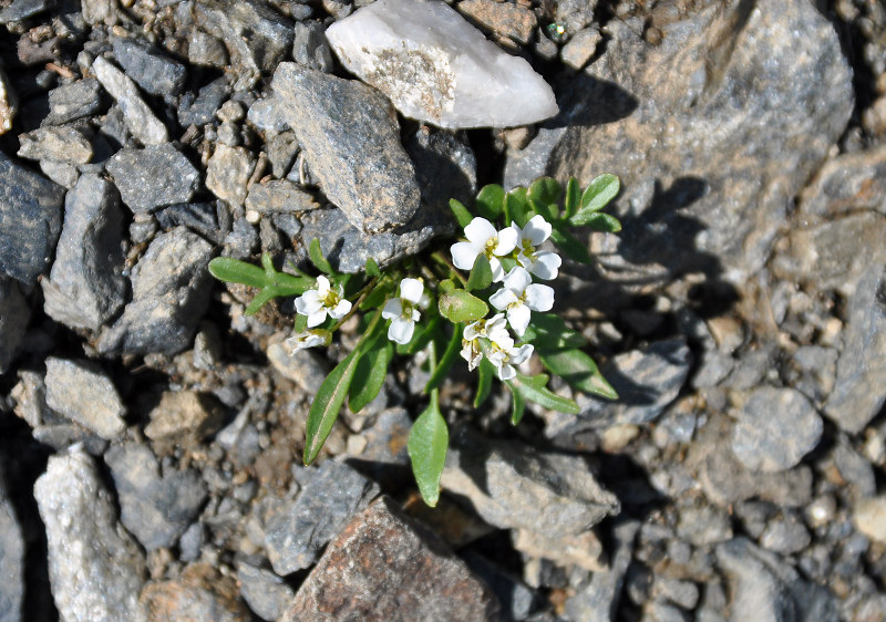 Image of Murbeckiella huetii specimen.